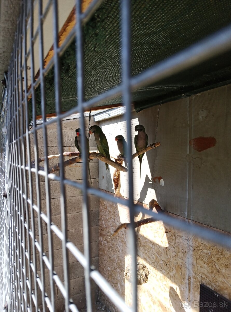 Alexander čínsky - 6