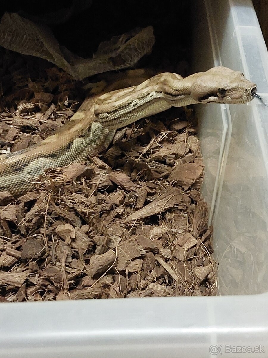 Python regius CB/24, Boa c. Doprava po SR/Faunia/ZE/Akvatera - 6