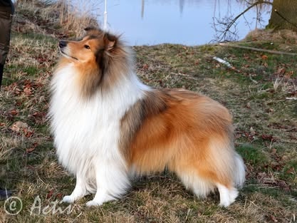 Kólia dlhosrstá s PP - 6