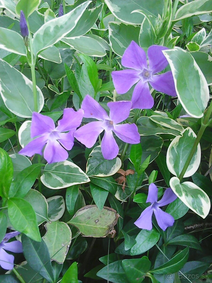zimozelen panasovana - 6