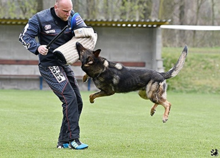 Nemecký ovčiak - šteniatka s PP - 6