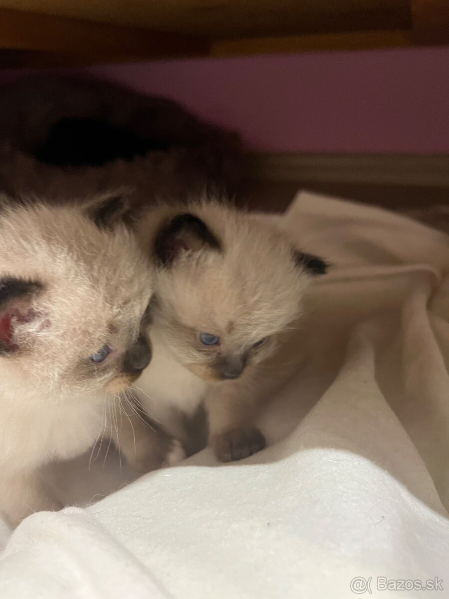 Mačiatka Ragdoll bez PP - 6