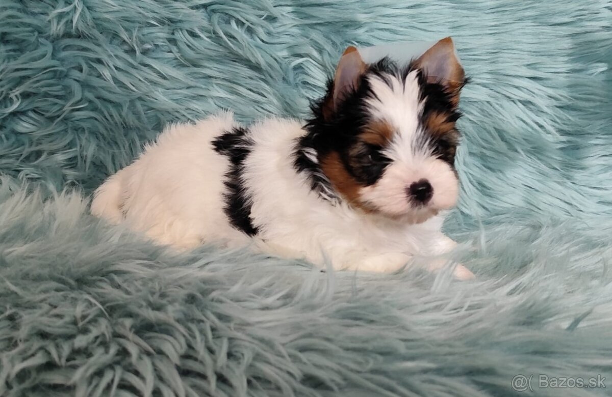 Yorkshire teriér, Biewer, Biro, Yorkshire teriér s PP - 6