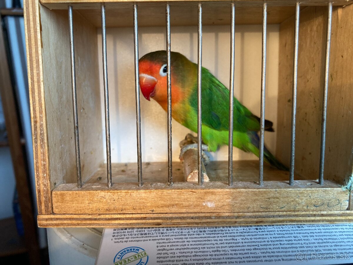 agapornis fischeri - 6