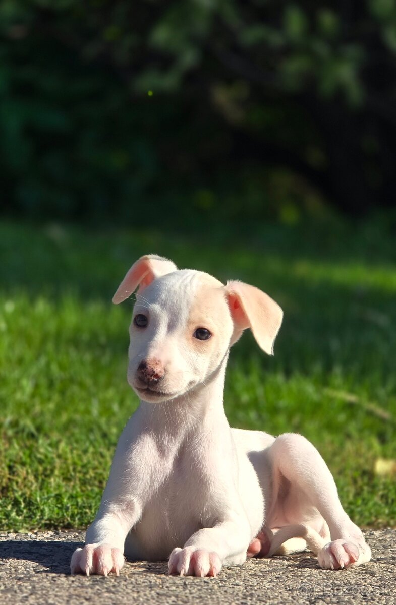 Vipet, Whippet s PP - 6