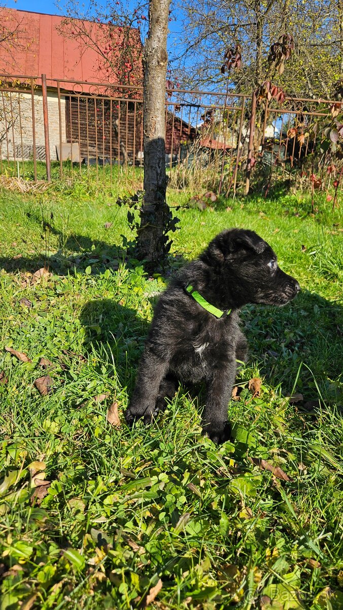 nemecký ovčiak šteniatka - 6