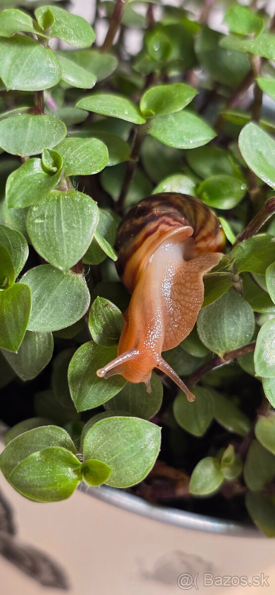 Africký slimák - 6