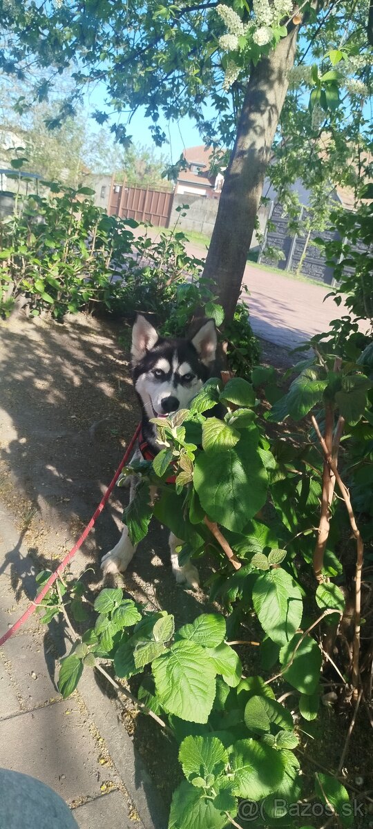 Sibírsky husky - 6