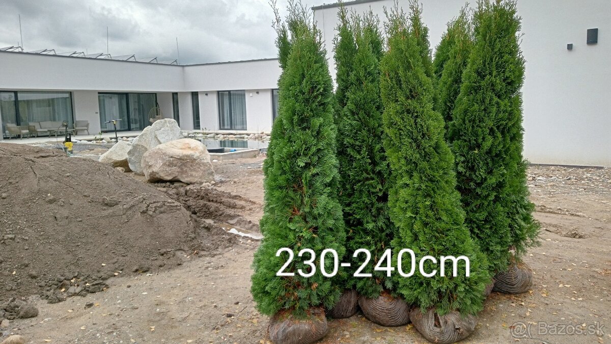 Tuja Smaragd, vavrínovec, červienka, gaštan - Námestovo - 6