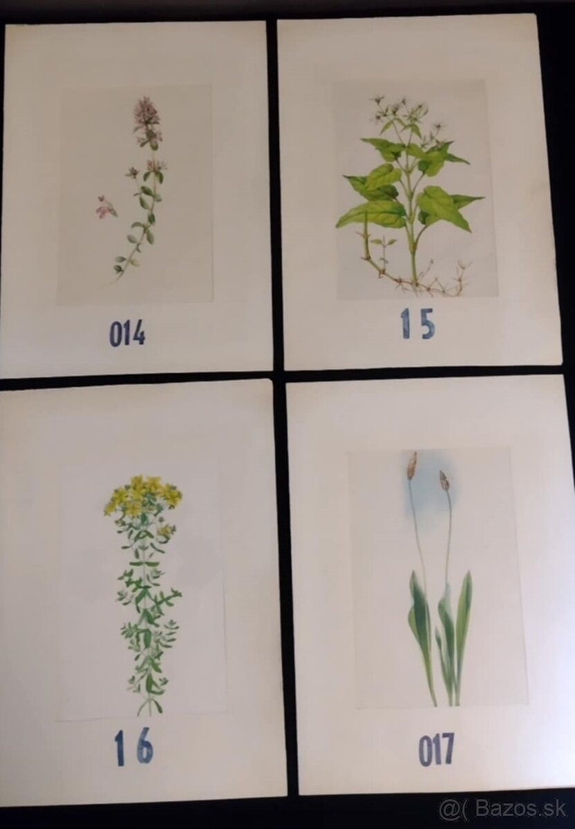obrázky rastlín - 6