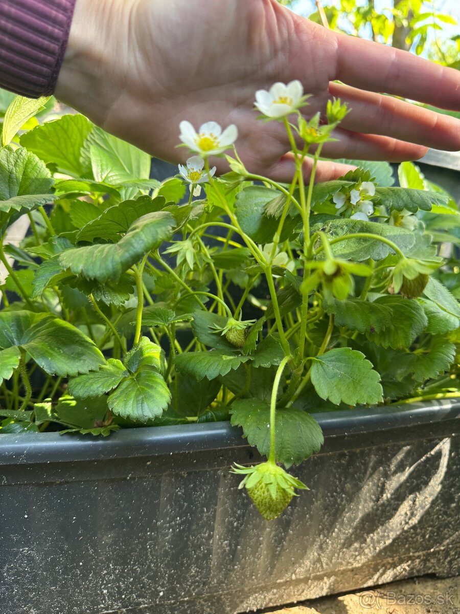 Sadenice mara de bois - ťahavé vysiace jahody - 6