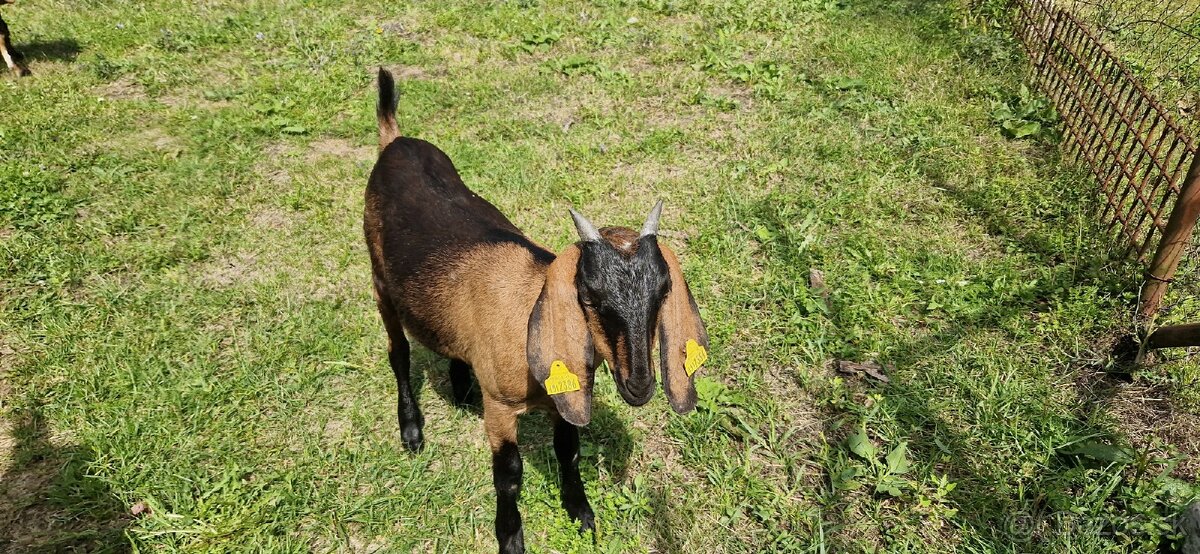 Angulobijske kozy - 6