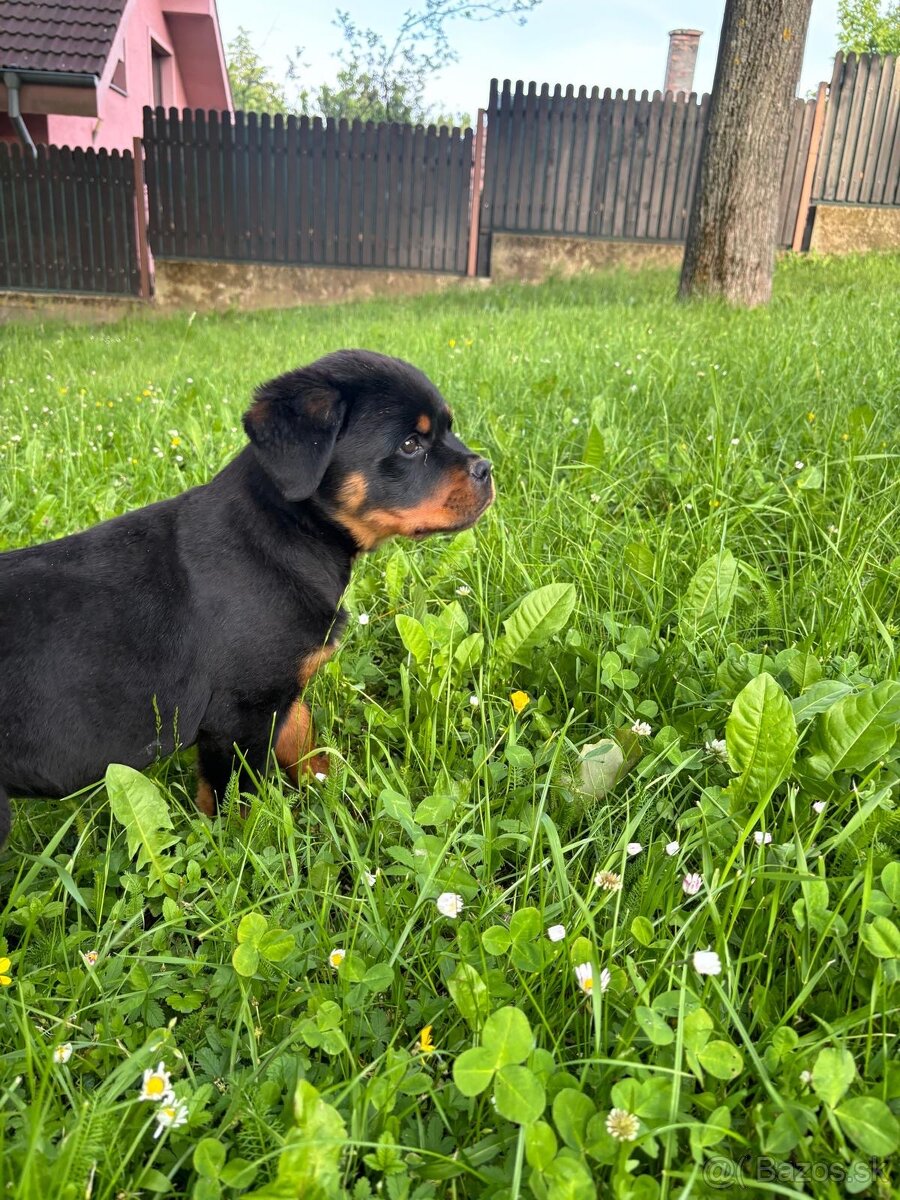 Rotvajler, rtw, rottweiler - 6