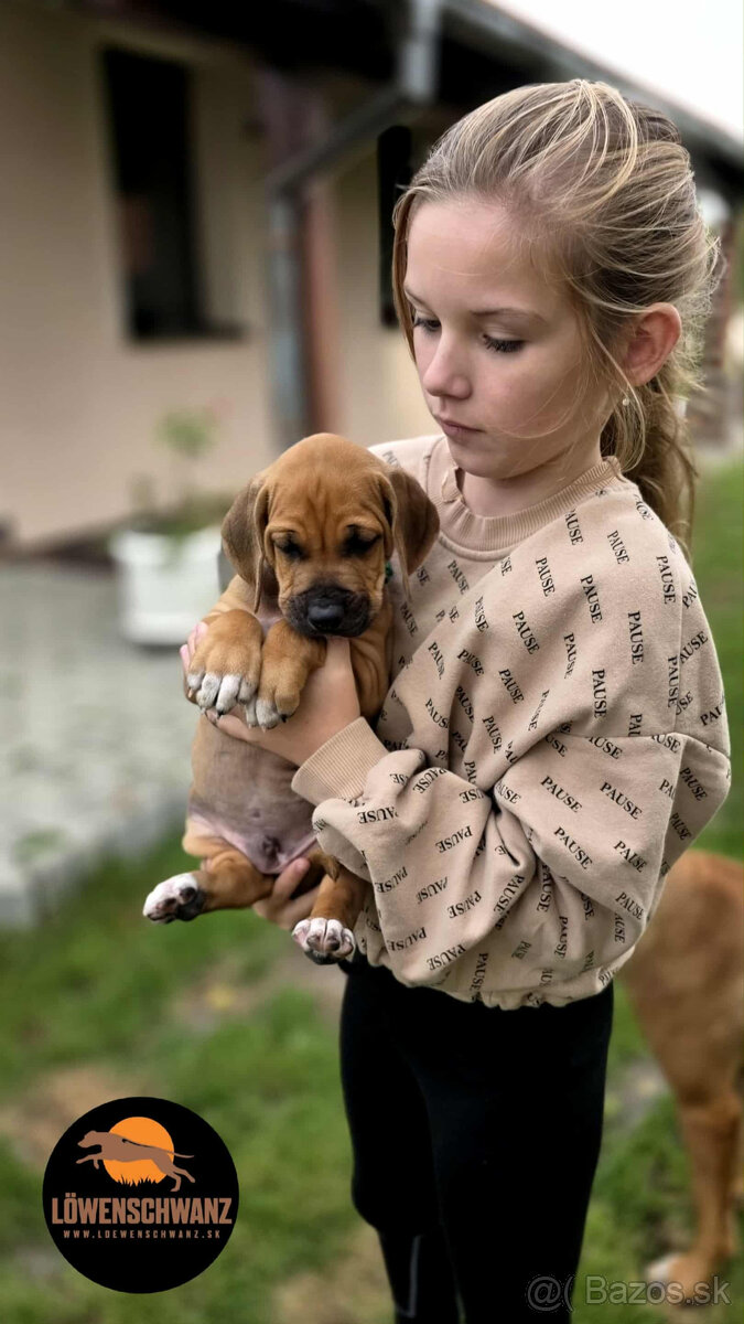 Rhodesian Ridgeback / Rodézsky ridgeback s fci PP - 6