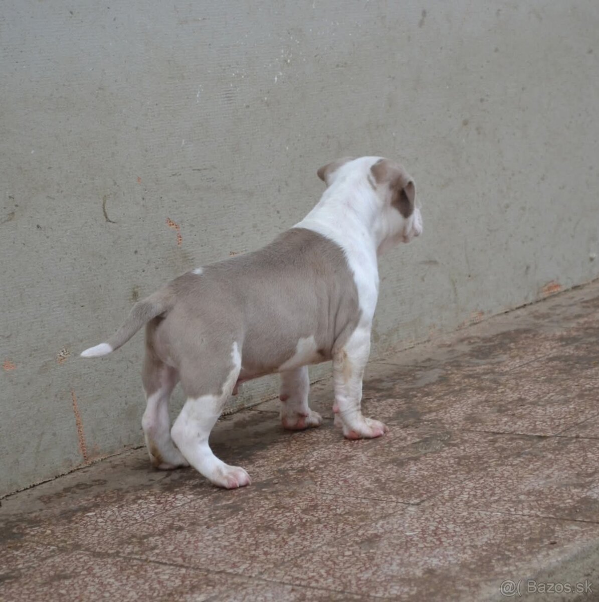 American bully pocket / standard - 6