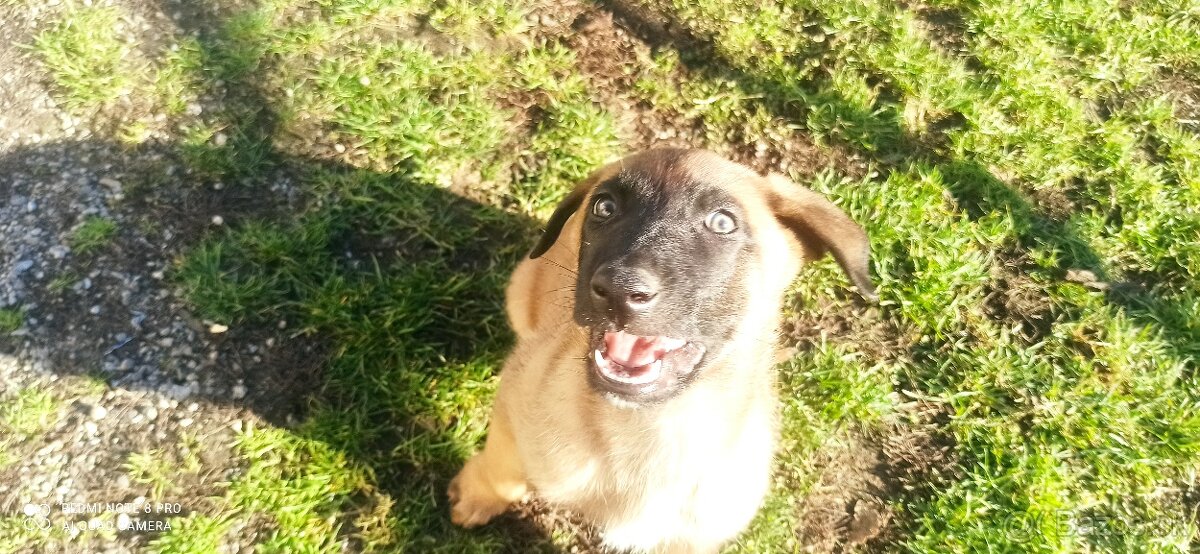 Belgický ovčiak malinois - 6