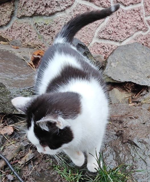 Darujem mačičky - 6