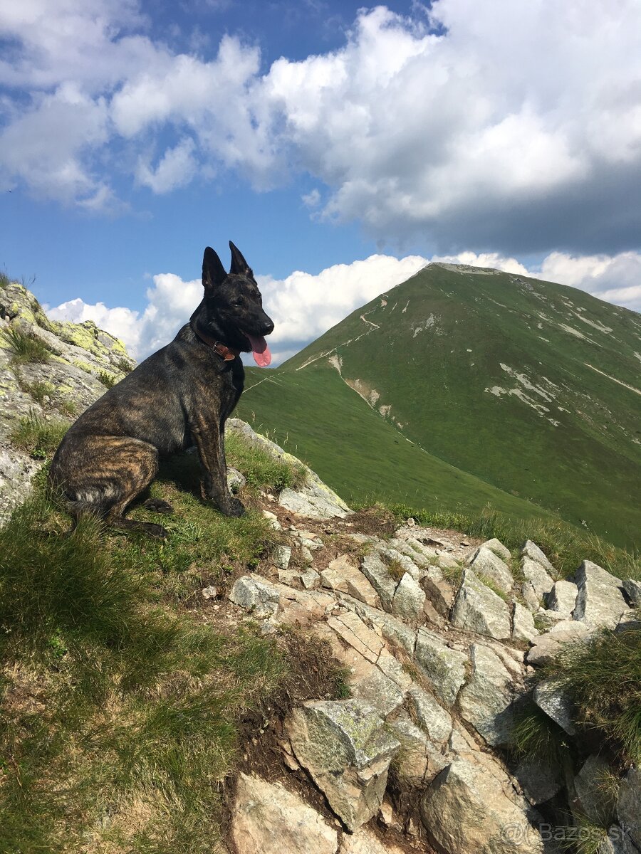 Holandsky ovčiak na krytie - 6