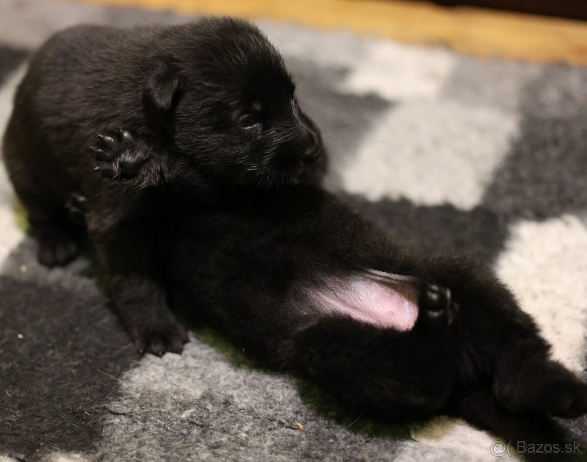 Nemecký ovčiak s PP - 6