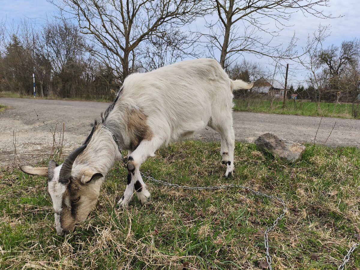 Predám kozy - 6