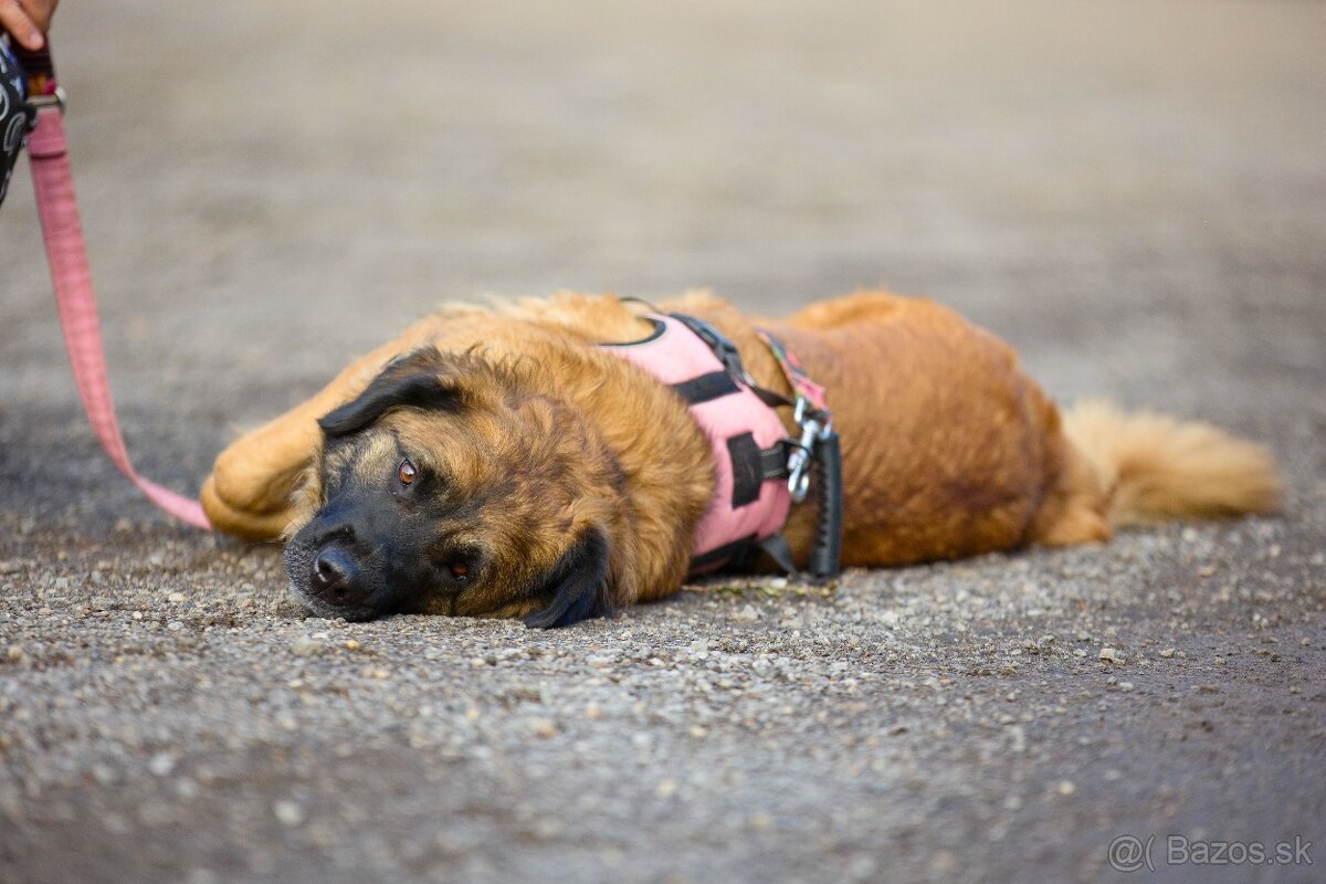 Darujem mohutnú sučku pandu - mix leonberger - 6