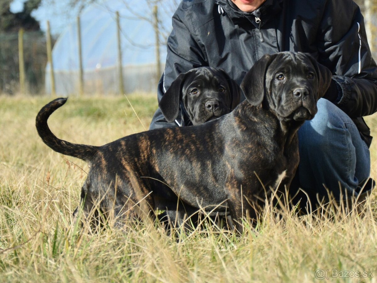 Cane corso s FCI rodokmeňom - 6