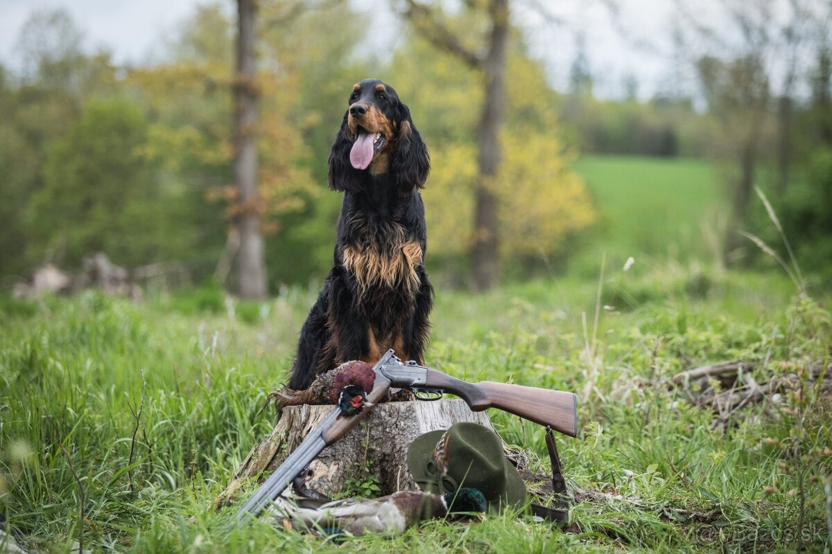 Gordon seter s PP, Gordonsetr, setr - 6