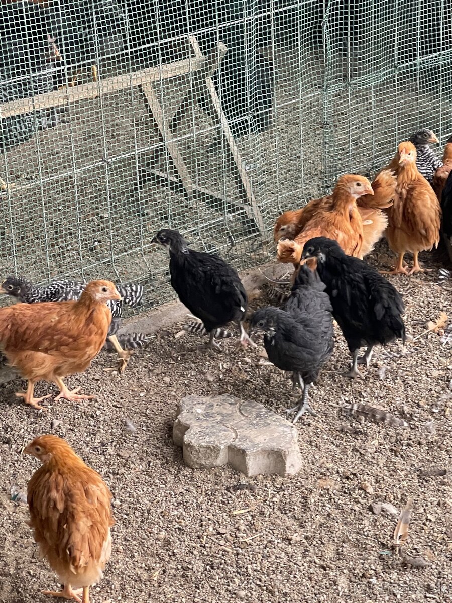 kuriatka amrox,hempšír a australorpka čierna. - 6