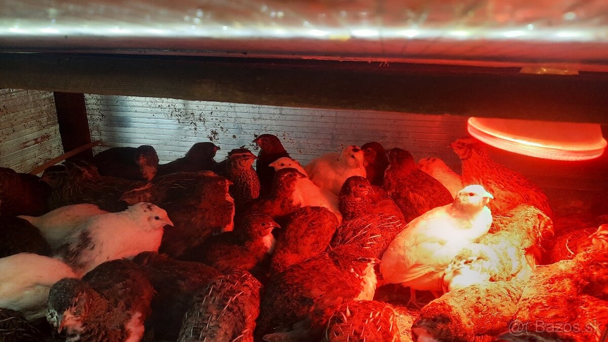 Predám prepelice japonské - 6