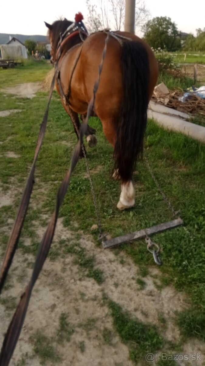 Predám ťažnu kobylu - 6