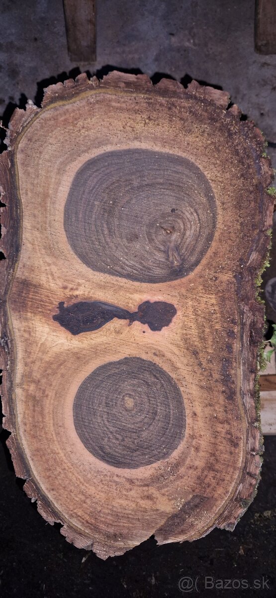 Orechové priečne rezy čerstvé - 6