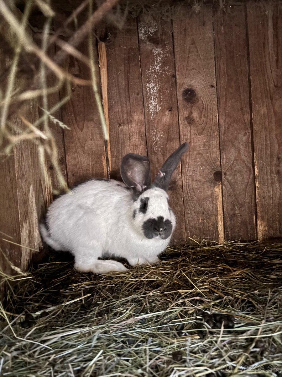 Predám králiky - 6
