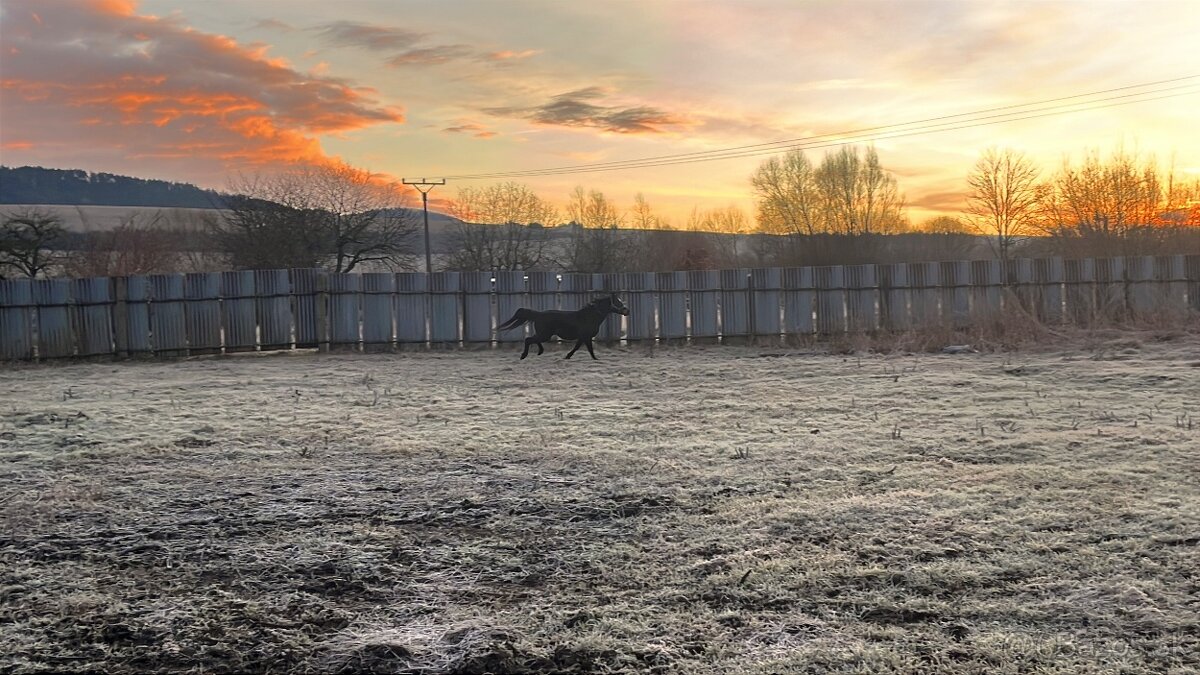 Arabský plnokrvník - 6