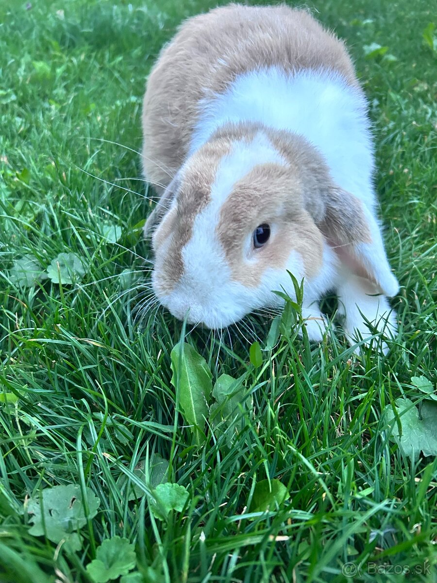 Predám zakrslých zajačikov - 6