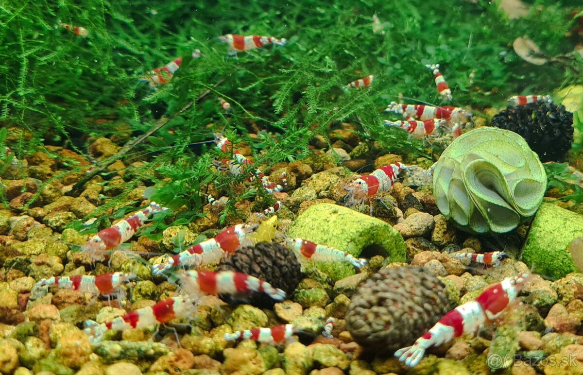Krevetky Caridina Crystal Black a Crystal Red - 6