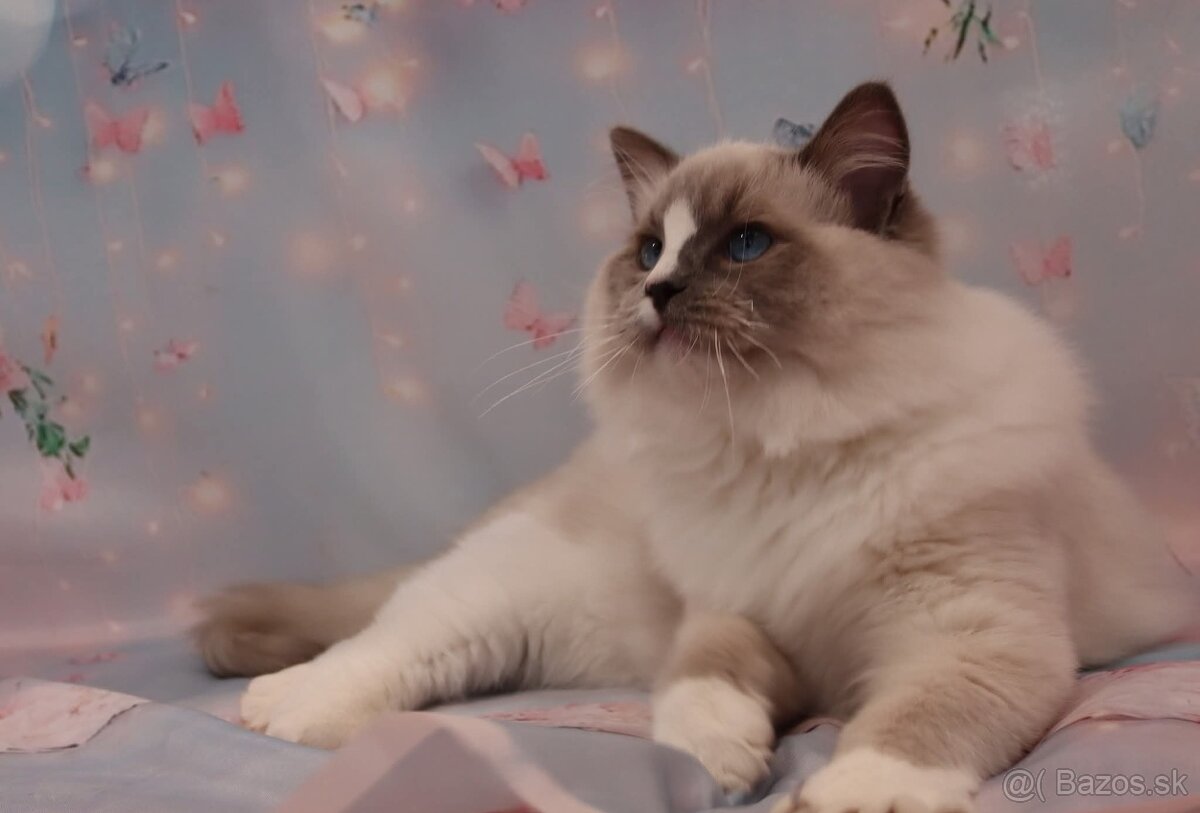 Ragdoll kocúrik s PP - 6