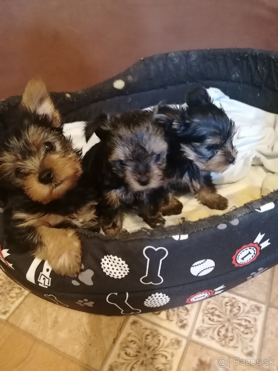 Predám yorkshirskych terierov - 6