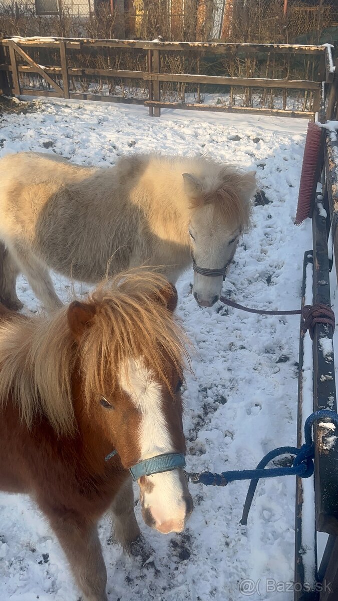 Kobylka s hříbátkem - 6