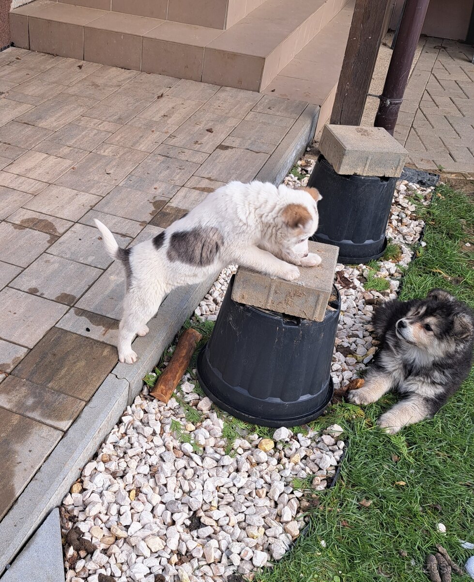 Darujem hrave šteniatka - 6