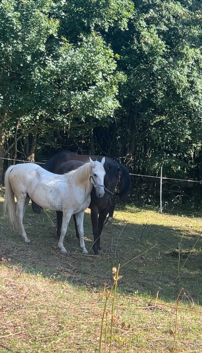 Boxové ustajnenie koní - 6