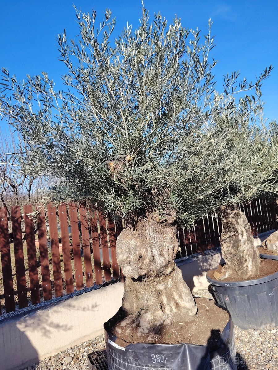 Olivovník Europea - 6