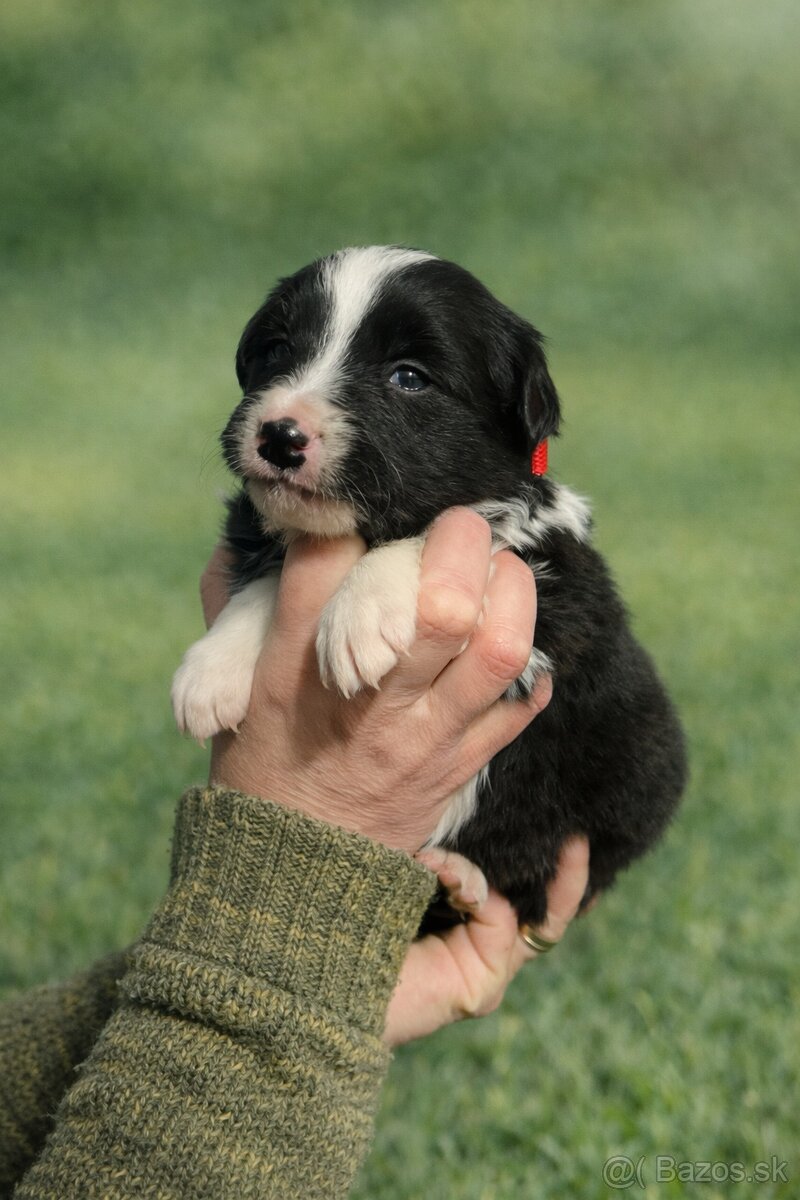 Šteniatka Border kolia - 6