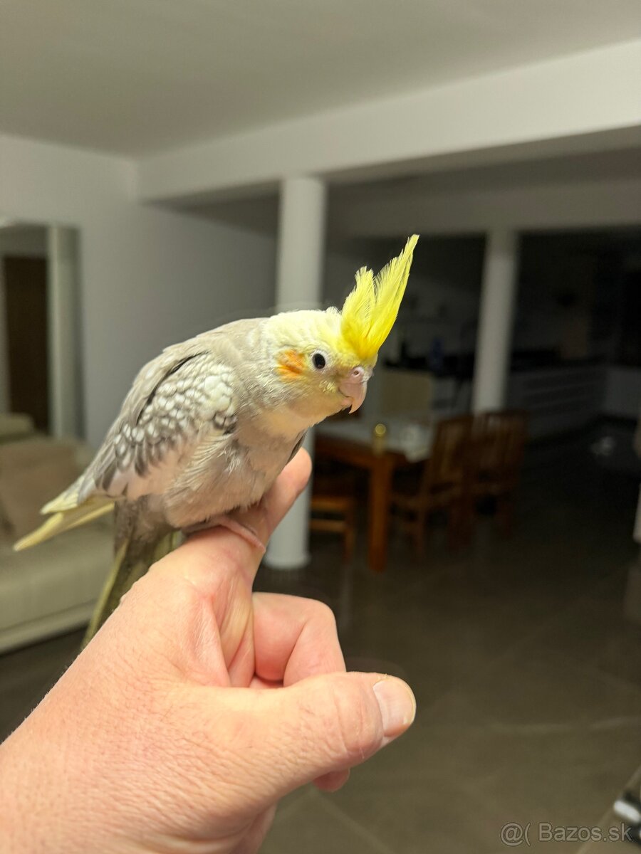 Korela Maznačik krotká - 6