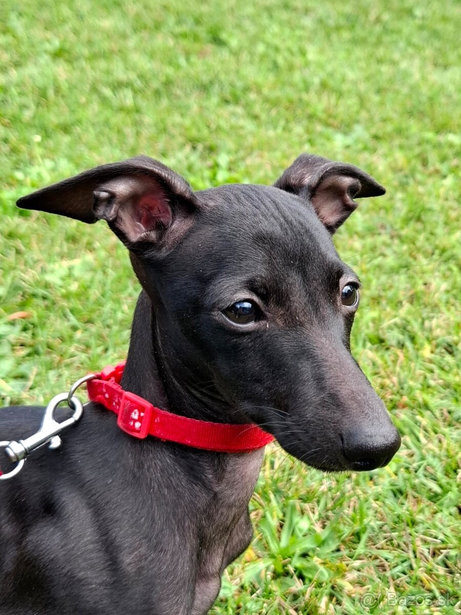 Sučka taliansky chrtik ihned k odberu - 6