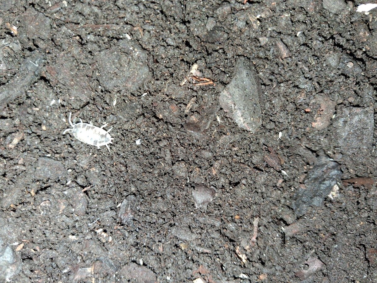 Pagekony riasnaté - 6