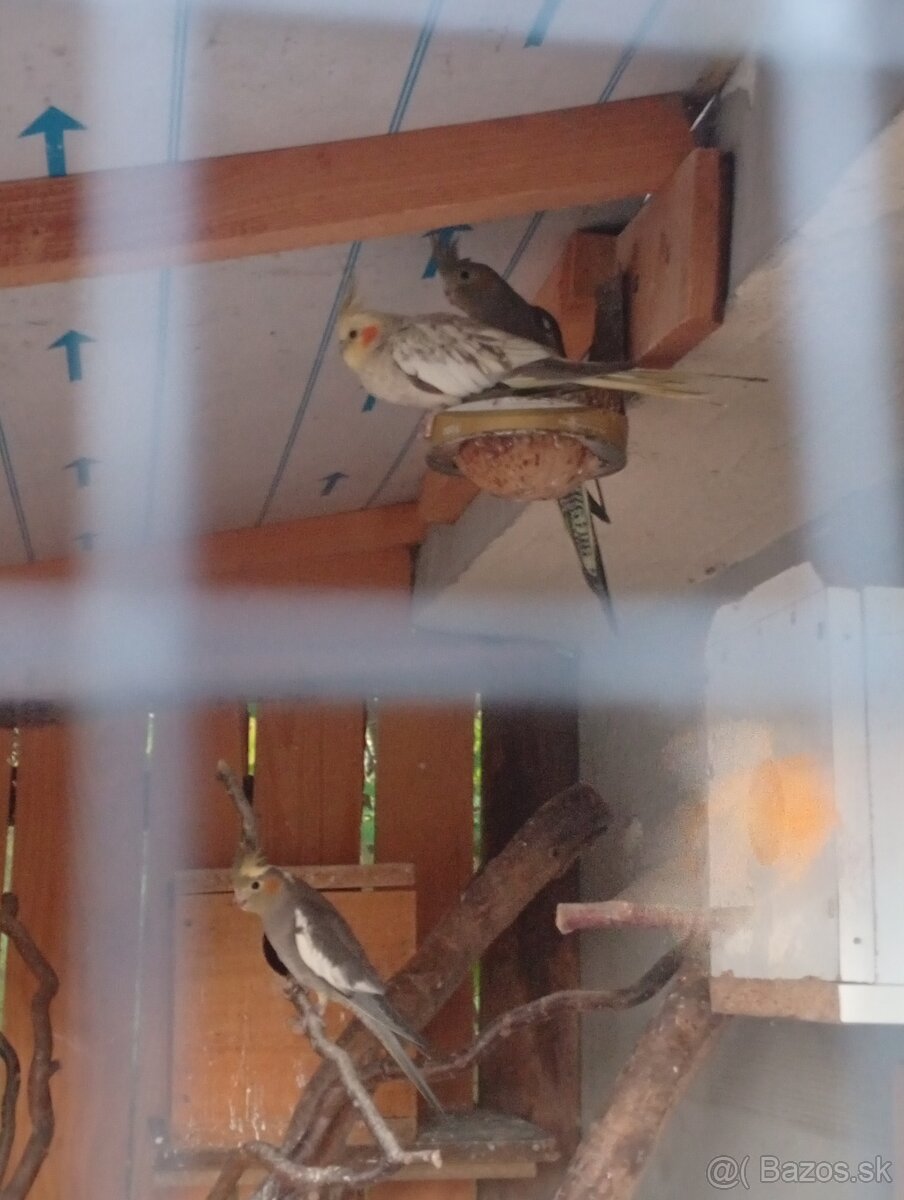 Korela ,andulky ,holubky - 6