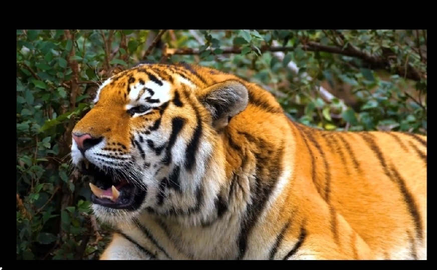 460 Lumen smart projektor - 6