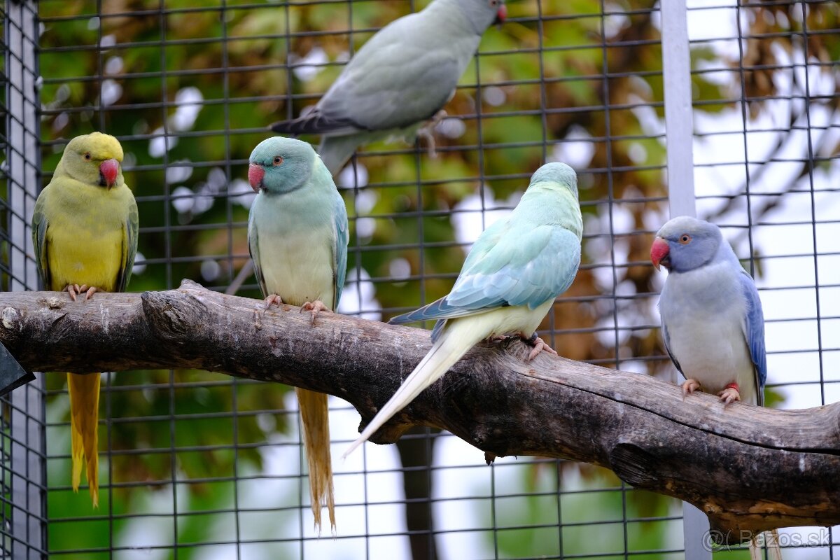 Alexander malý aqua opalin ct - 6