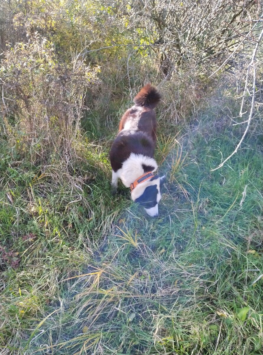 Karelsky Medvedí Pes - 6