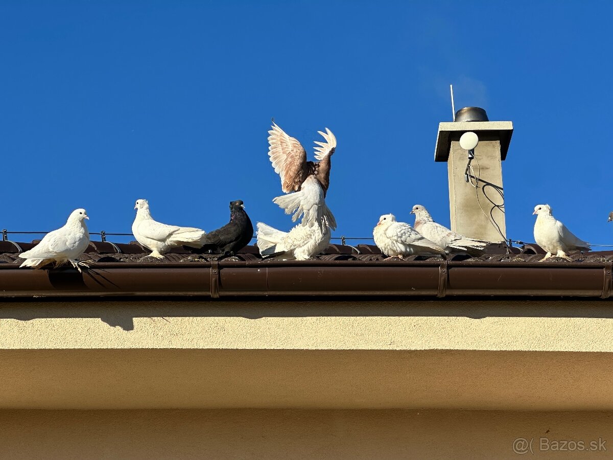 Okrasné holuby - 6